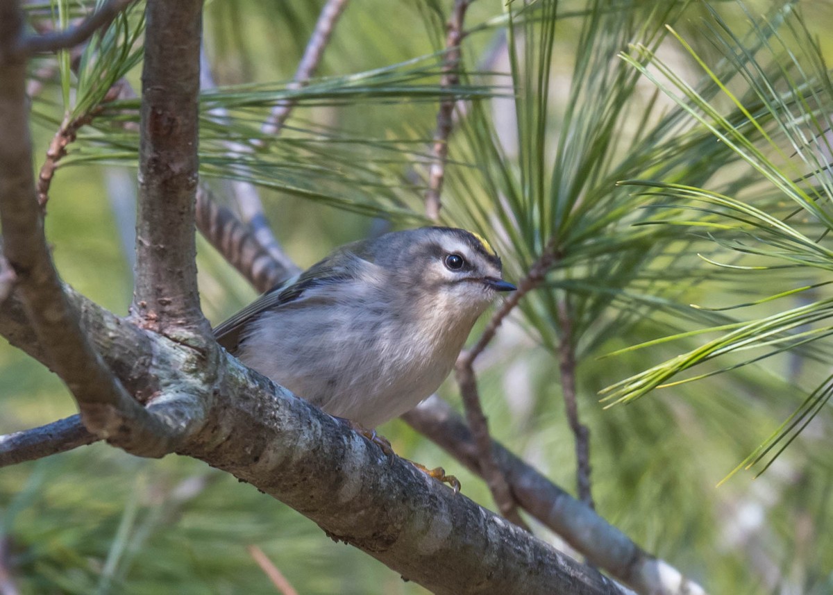 Golden-crowned Kinglet - ML402359161