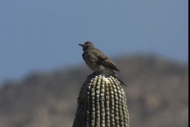 Gilded Flicker - ML402360