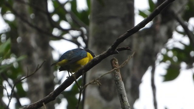 Green-throated Euphonia - ML402360791