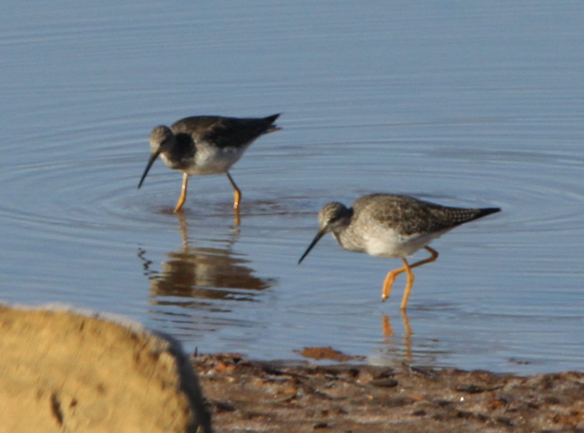 Greater Yellowlegs - ML402360951