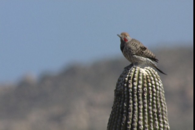 Gilded Flicker - ML402361