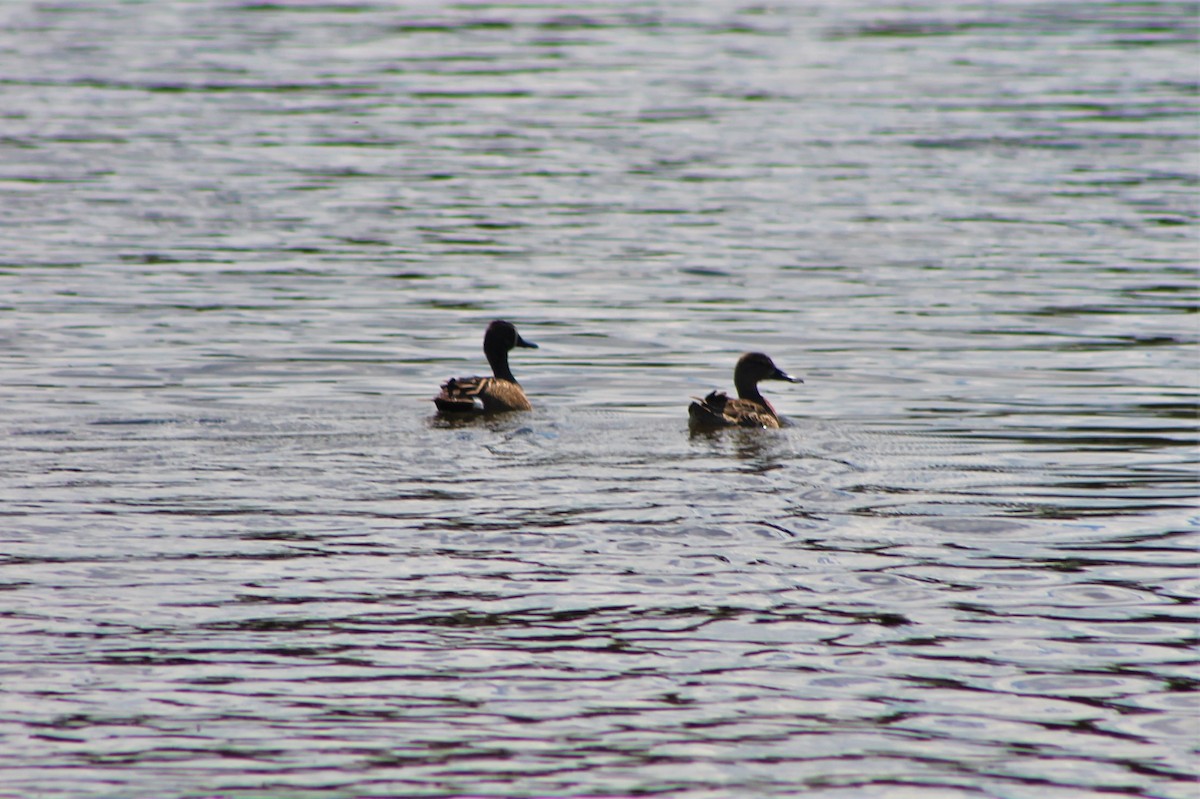 Blue-winged Teal - ML402361601