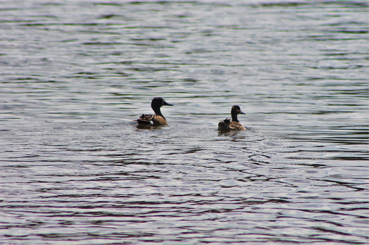 Blue-winged Teal - ML402361671