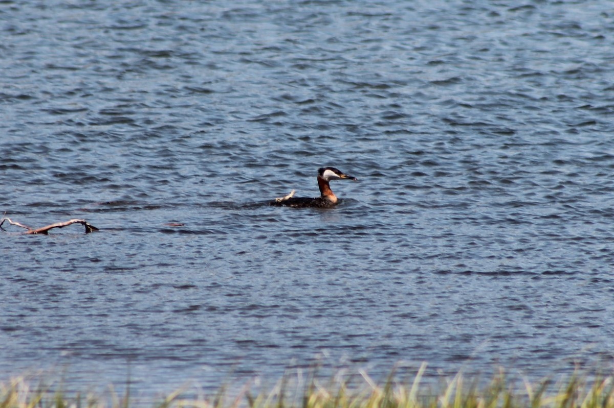 Red-necked Grebe - ML402361831