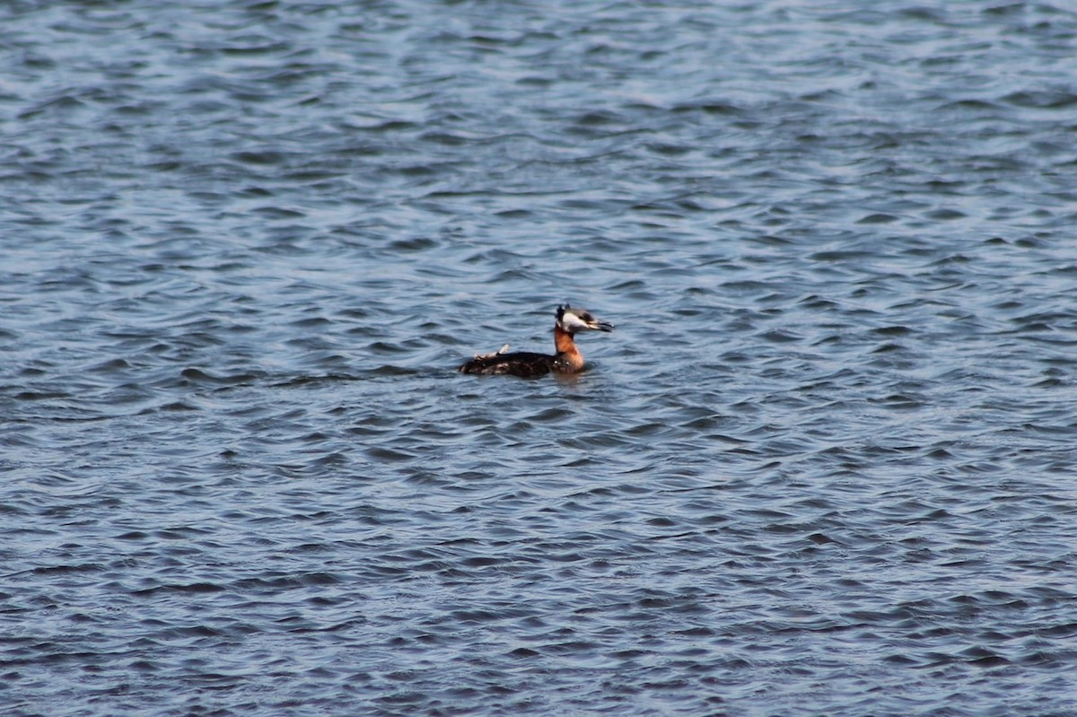 Red-necked Grebe - ML402362061