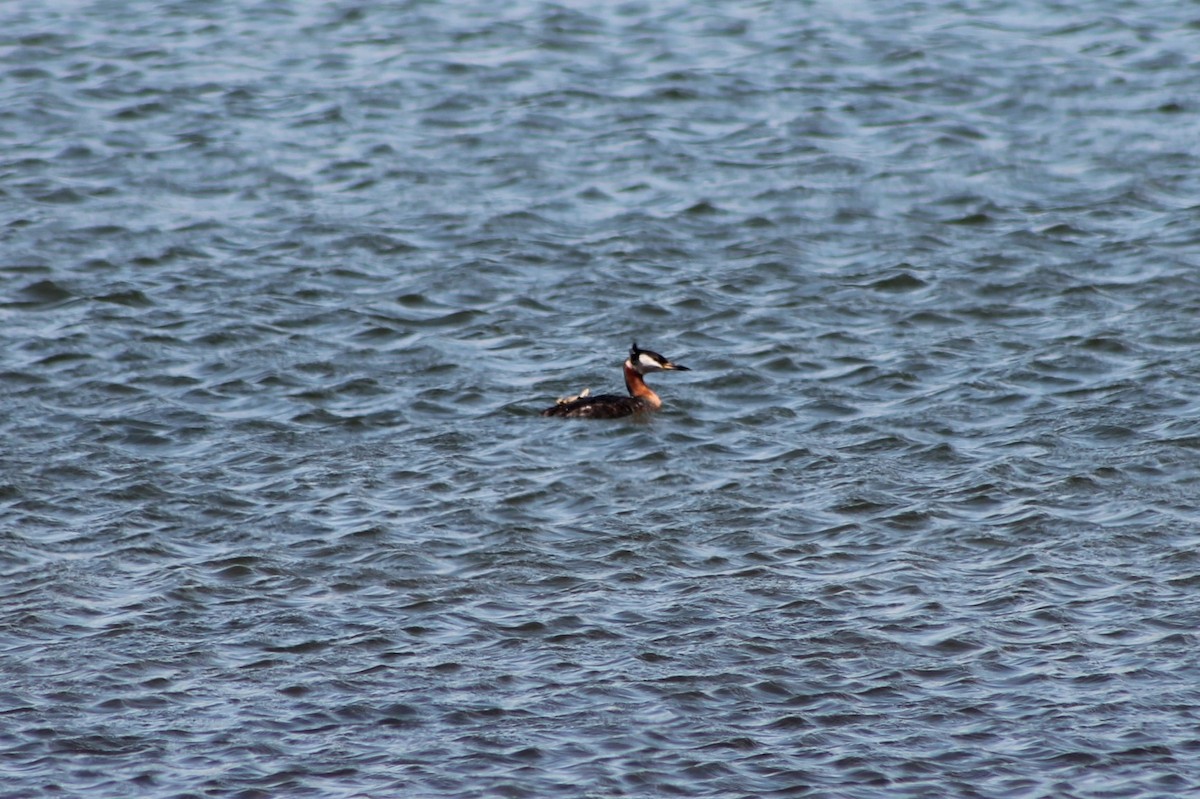Red-necked Grebe - ML402362121