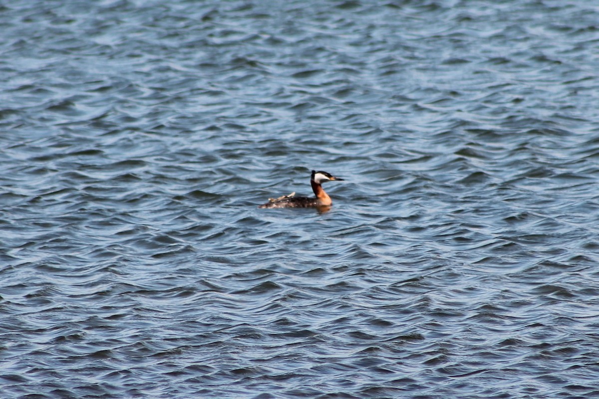 Red-necked Grebe - ML402362171