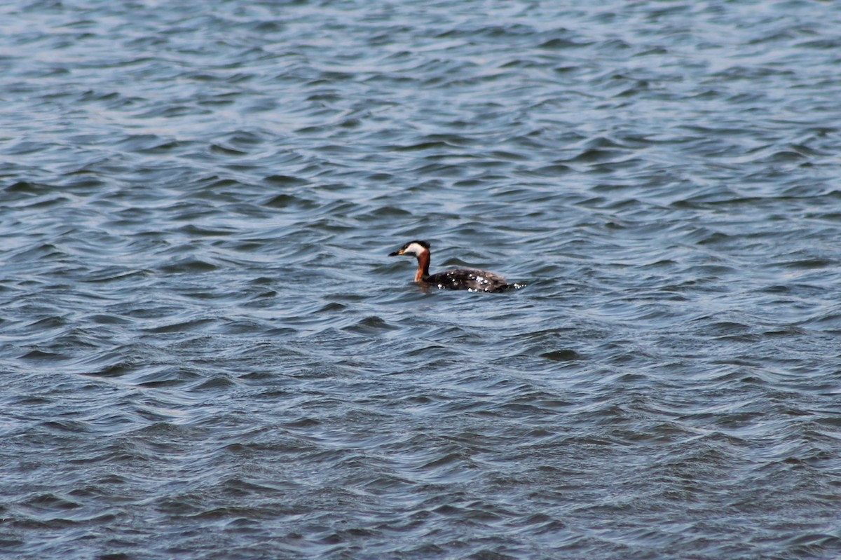 Red-necked Grebe - ML402362211