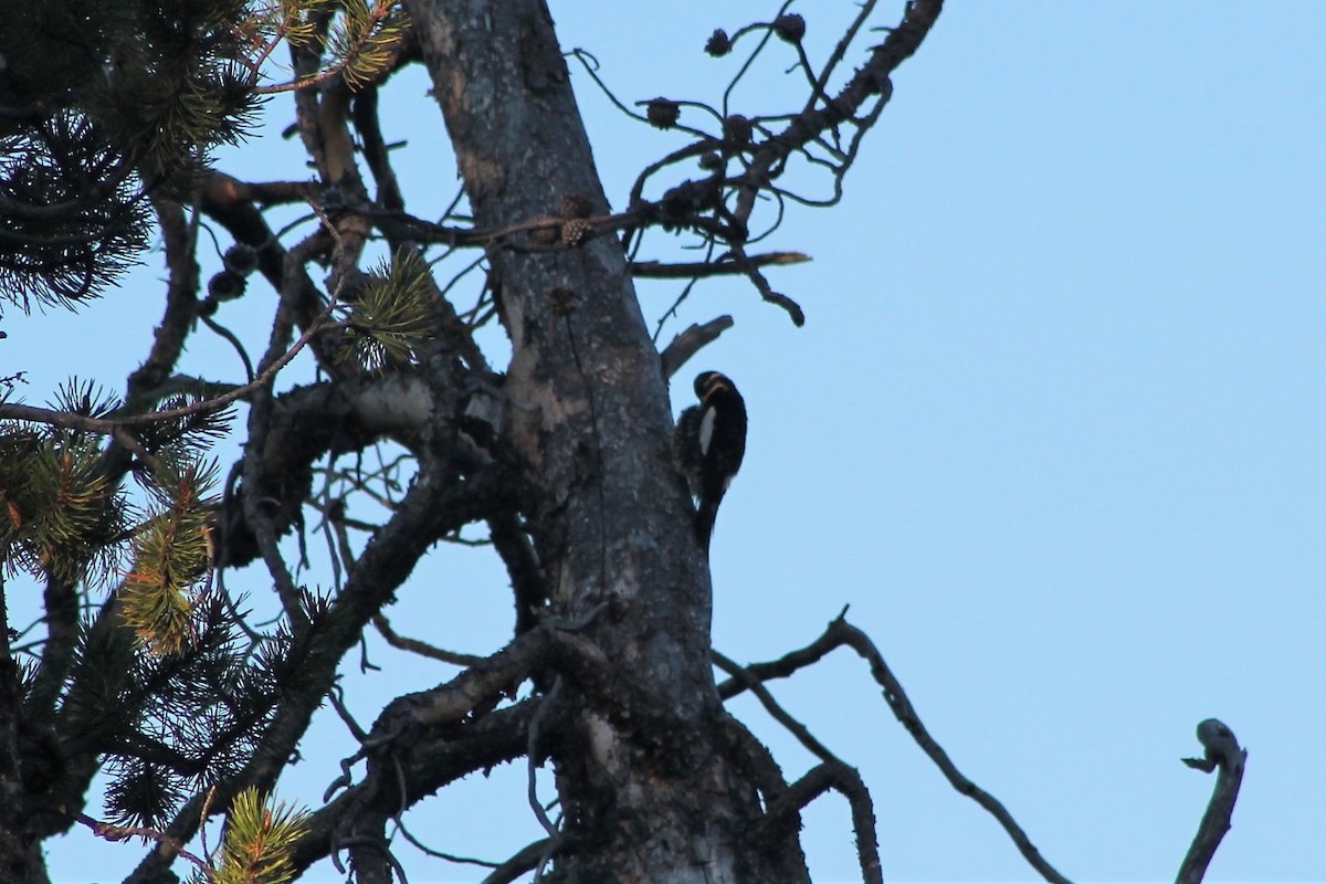 Williamson's Sapsucker - ML402362321