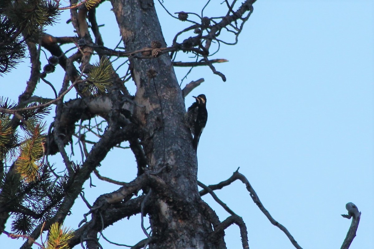 Williamson's Sapsucker - ML402362341