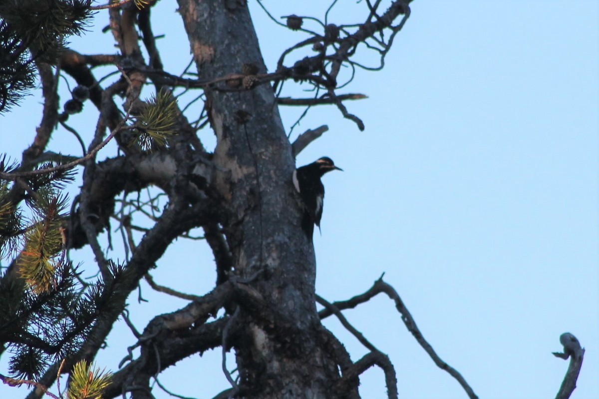 Williamson's Sapsucker - ML402362381