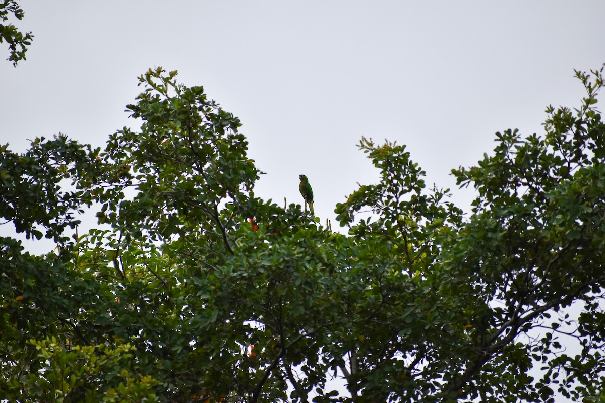 Yellow-billed Parrot - ML402362671