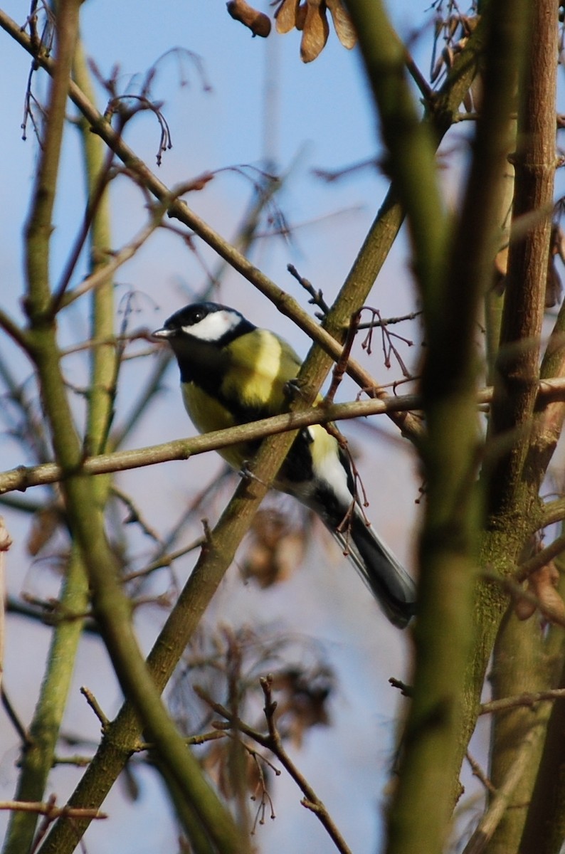 Great Tit (Great) - ML40236271