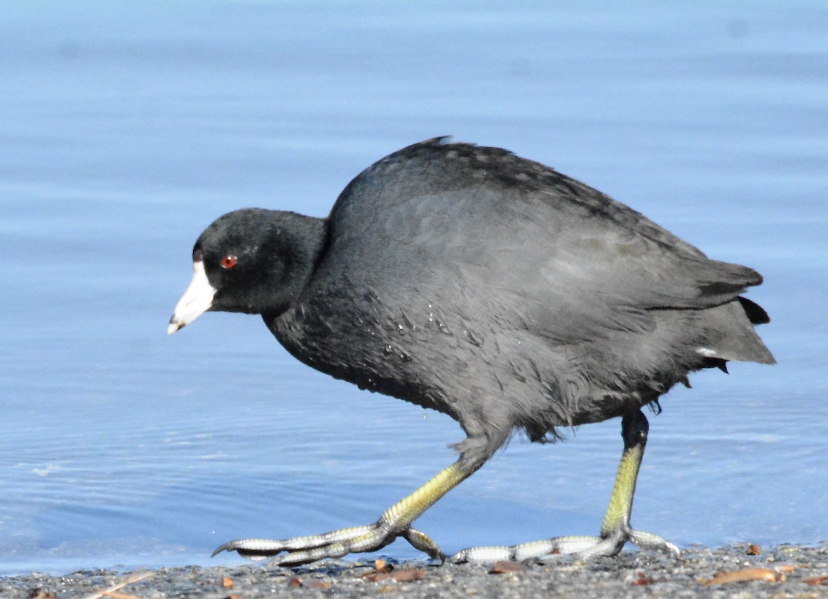American Coot - ML402365031