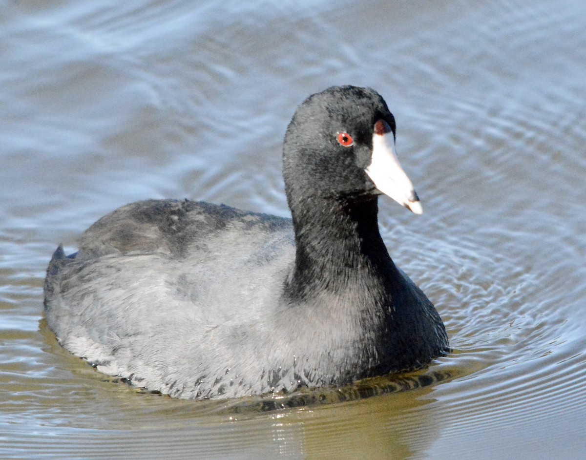 American Coot - ML402365051