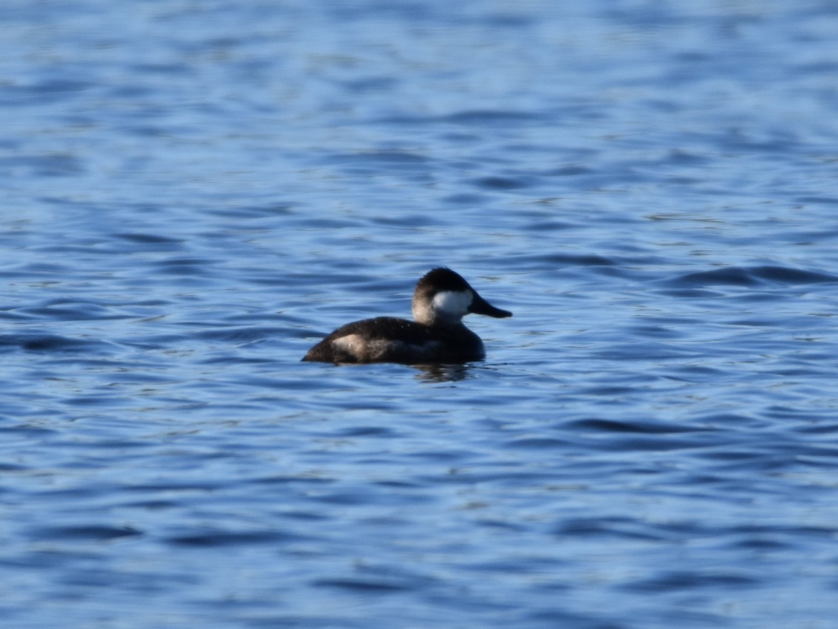 Ruddy Duck - Brian Vigorito