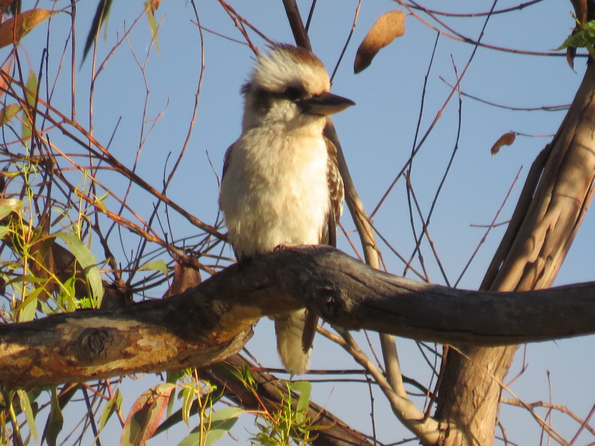 Laughing Kookaburra - ML402365421