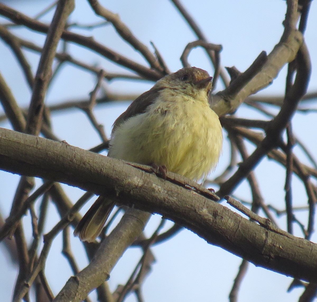 Buff-rumped Thornbill - ML402366041