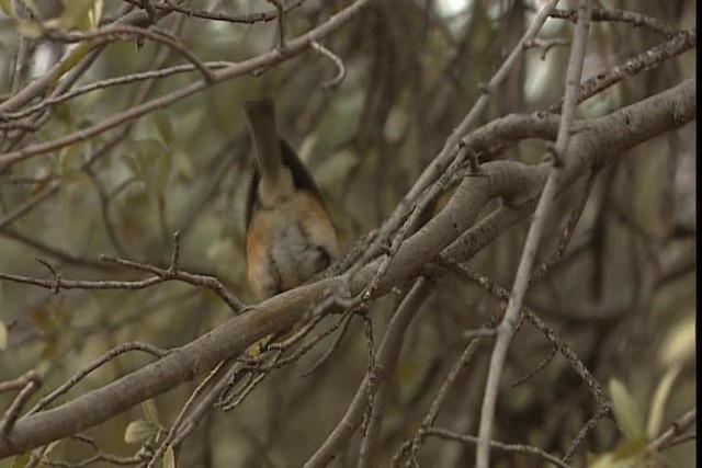 Black-crested Titmouse - ML402367