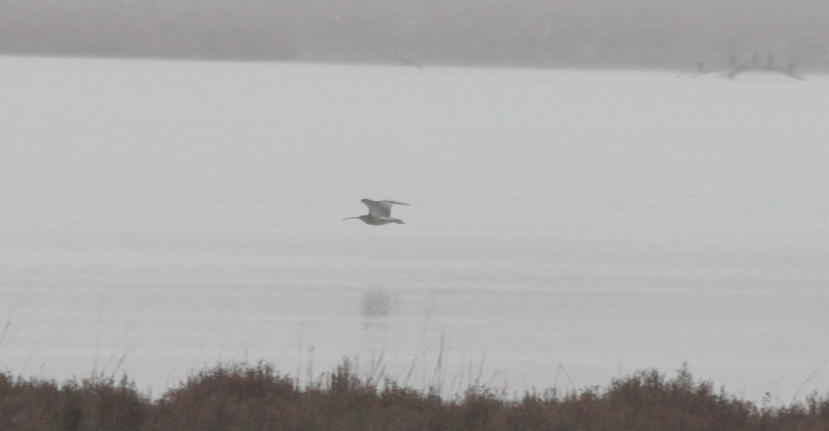 Eurasian Curlew - ML402369541