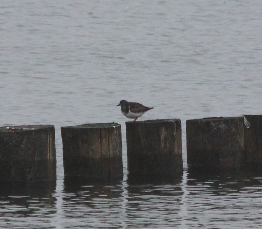 Ruddy Turnstone - ML402369661