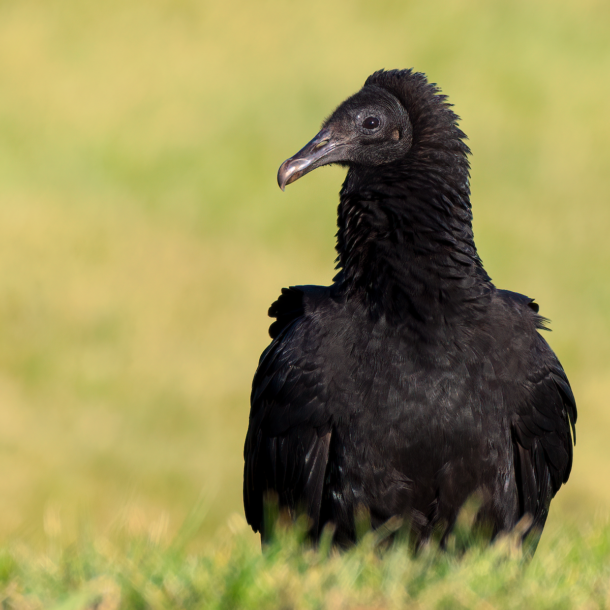 Black Vulture - Joshua Vardous