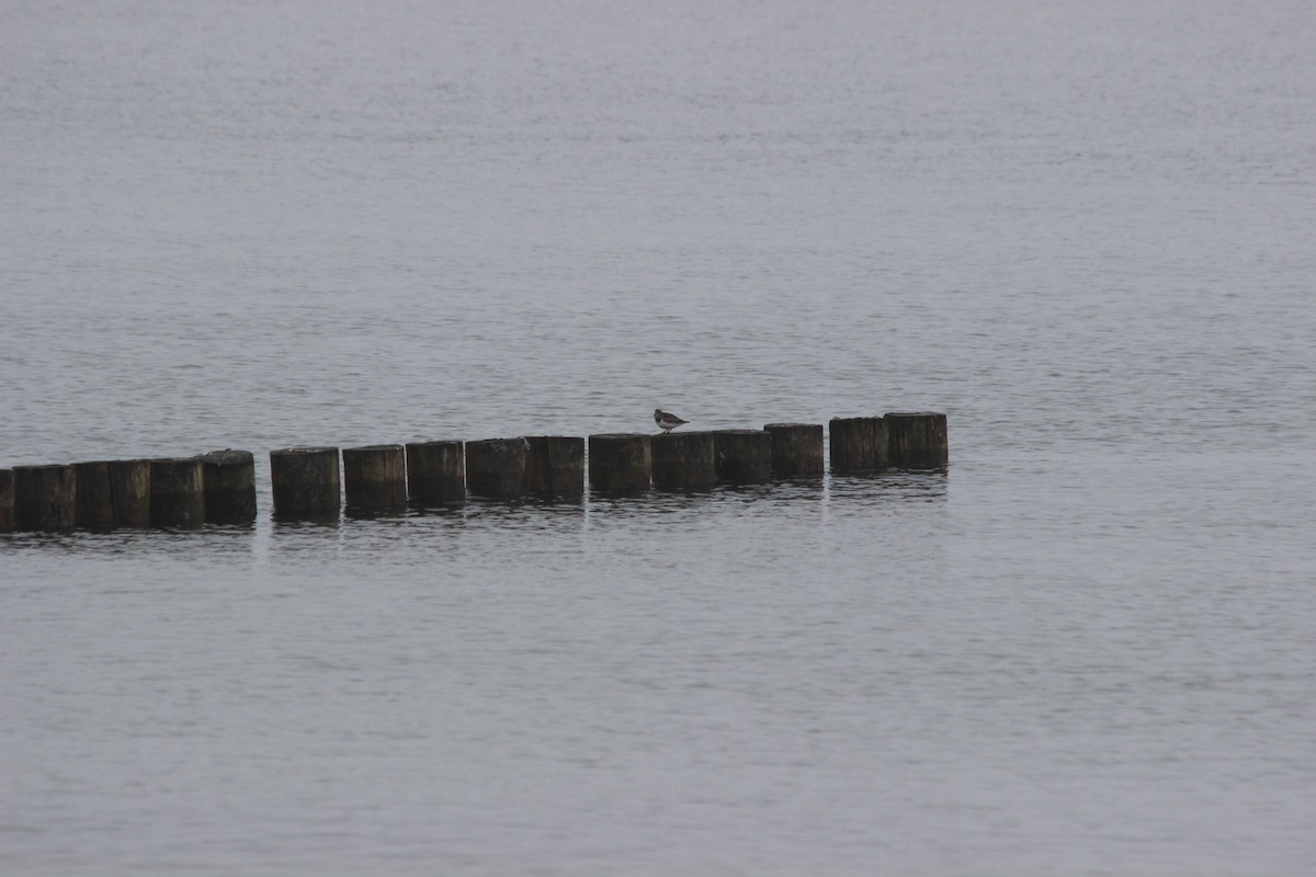 Ruddy Turnstone - ML402369901