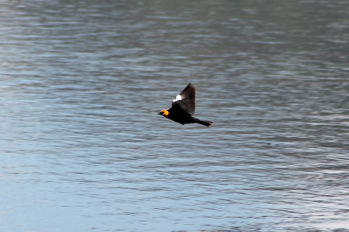 Yellow-headed Blackbird - ML402369941
