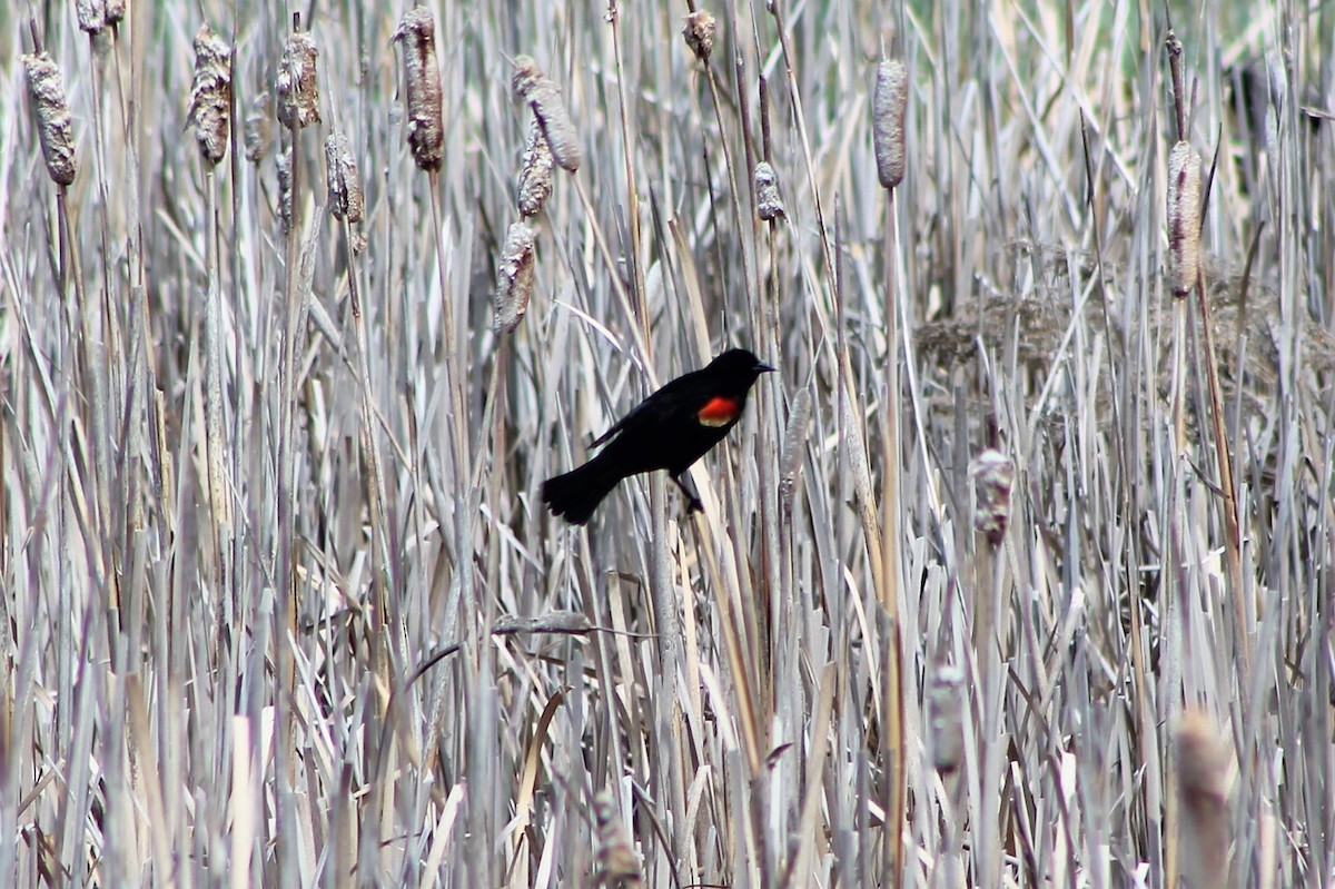 Red-winged Blackbird - ML402372031