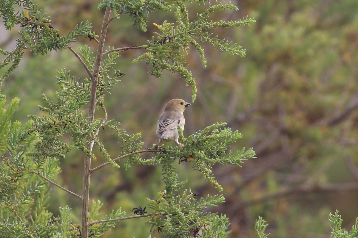 Arabian Golden Sparrow - Tyler Joyner