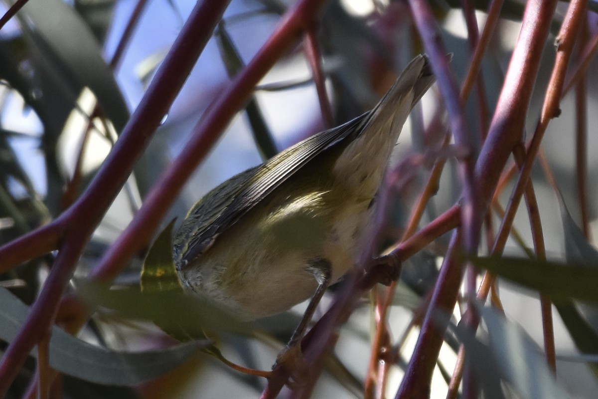 Tennessee Warbler - ML402372981