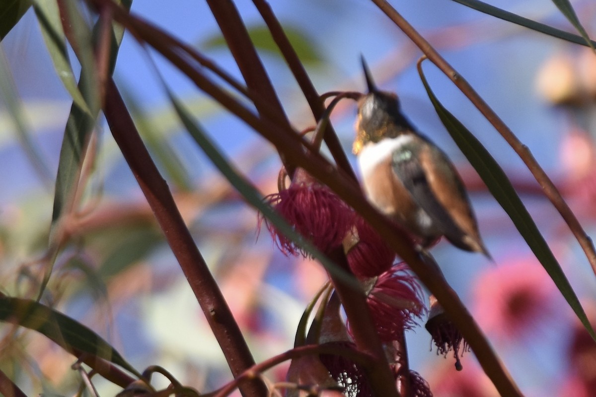 Allen's Hummingbird - Too Fly