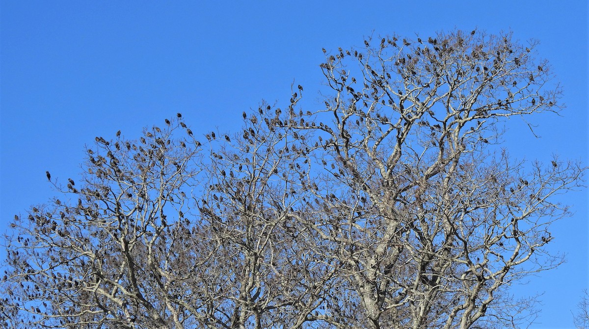 European Starling - ML402373761