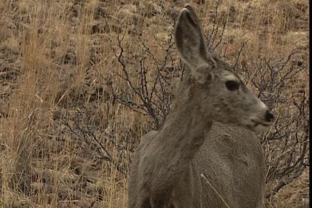 Mule Deer - ML402374