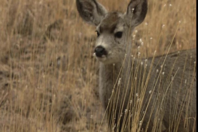 Mule Deer - ML402375