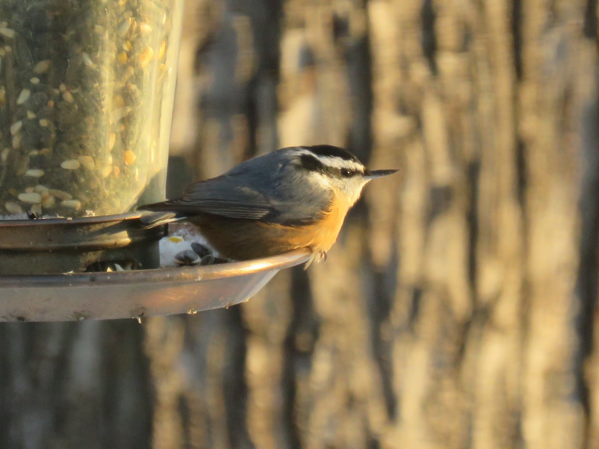 Red-breasted Nuthatch - ML402375271