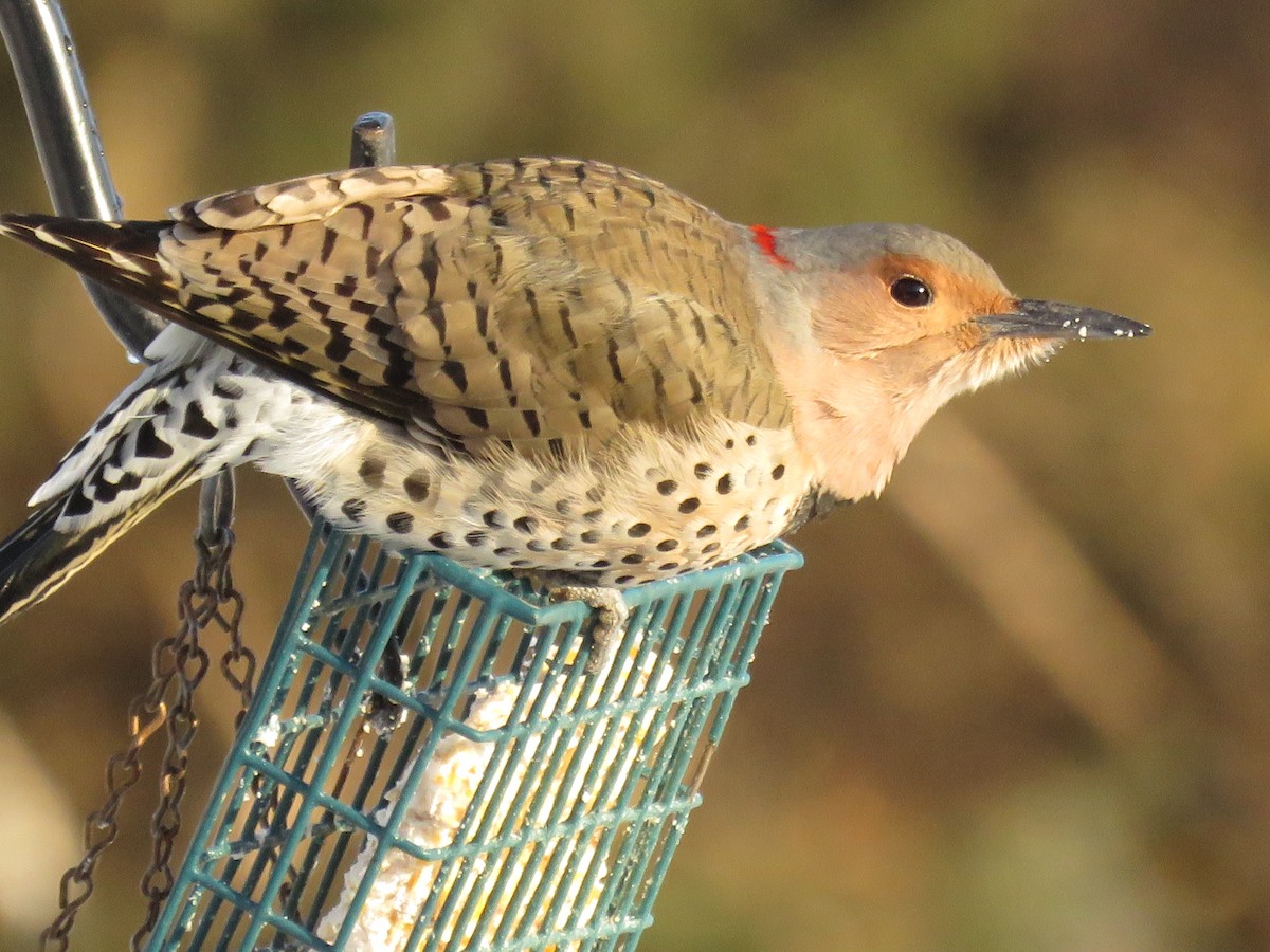 Northern Flicker (Yellow-shafted) - ML402375601