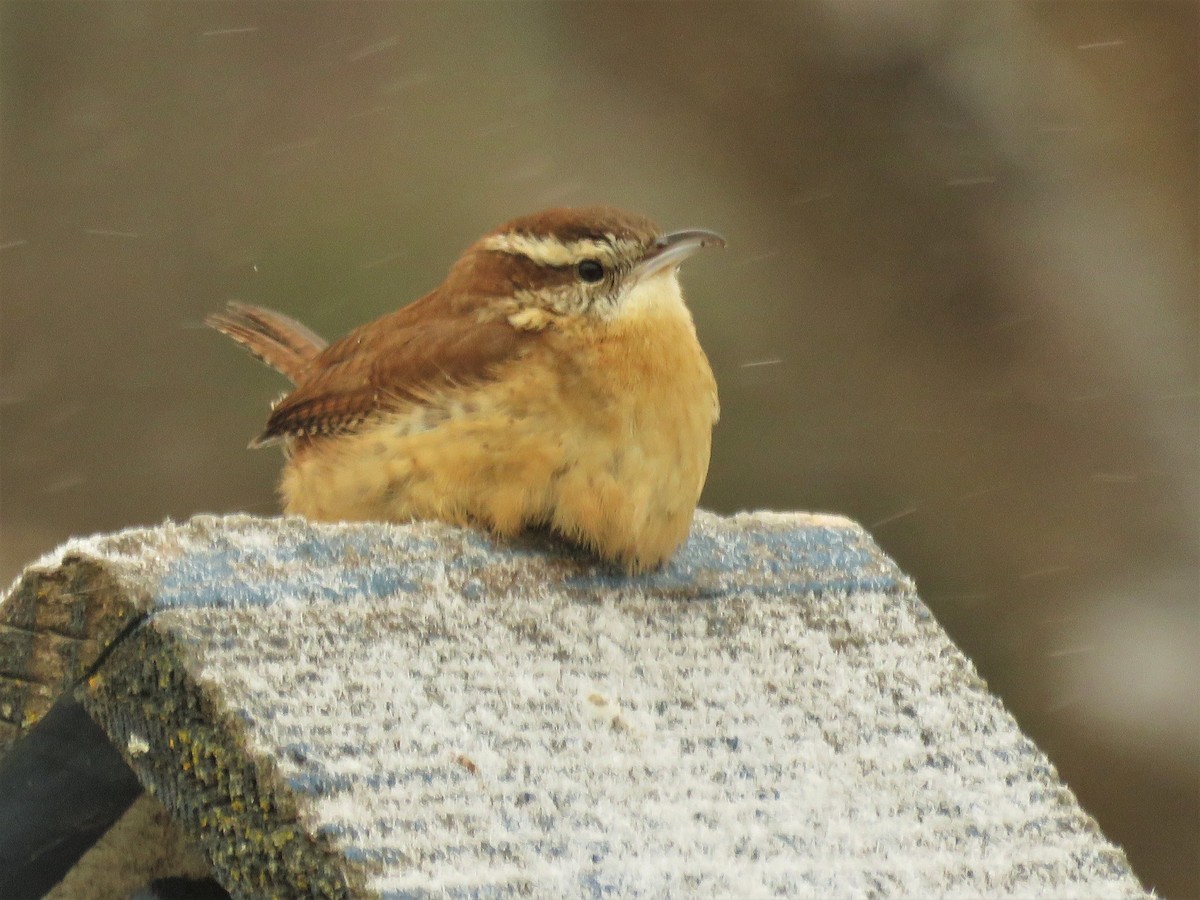 Carolina Wren - ML402375951