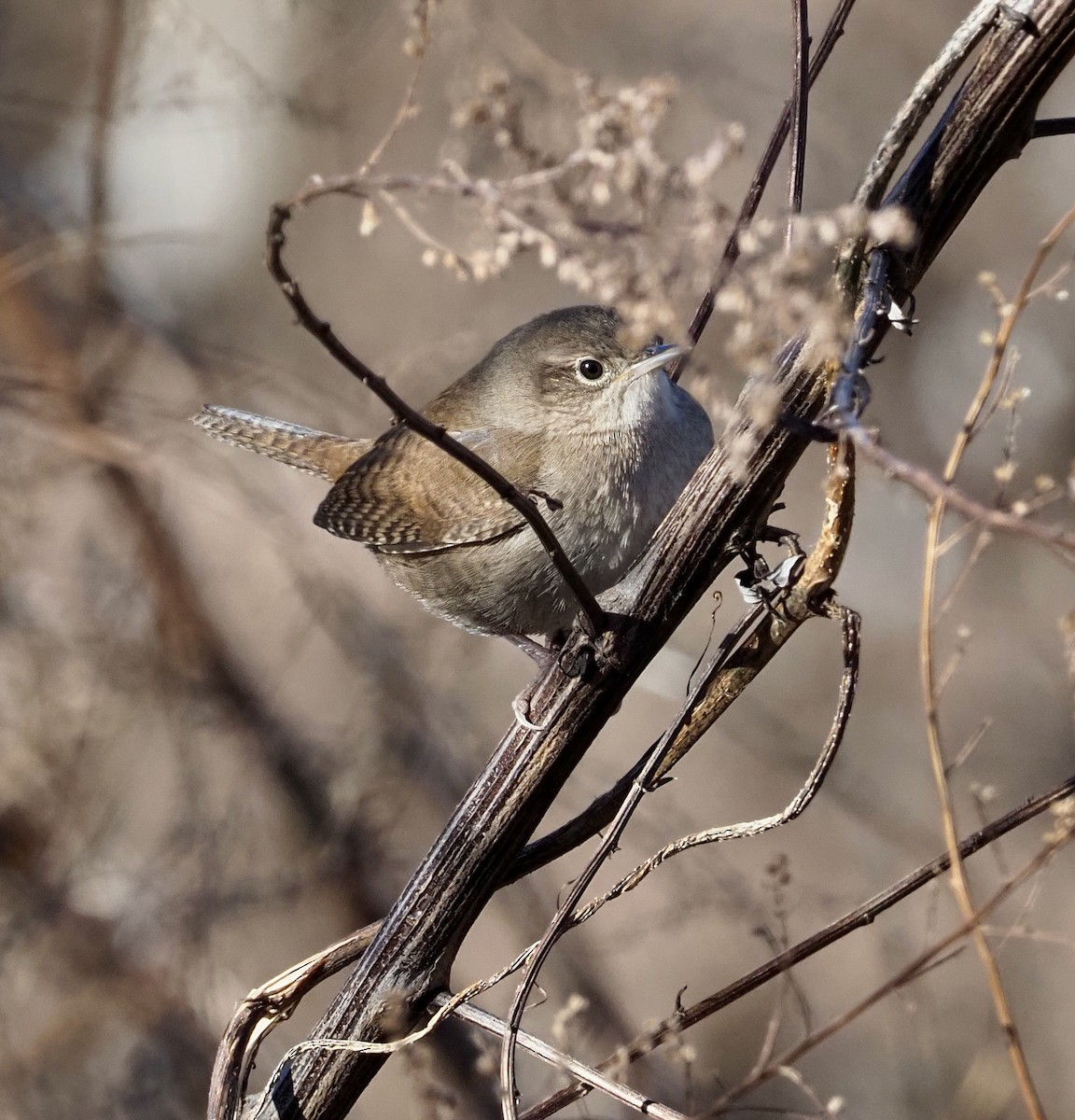 House Wren - ML402376551