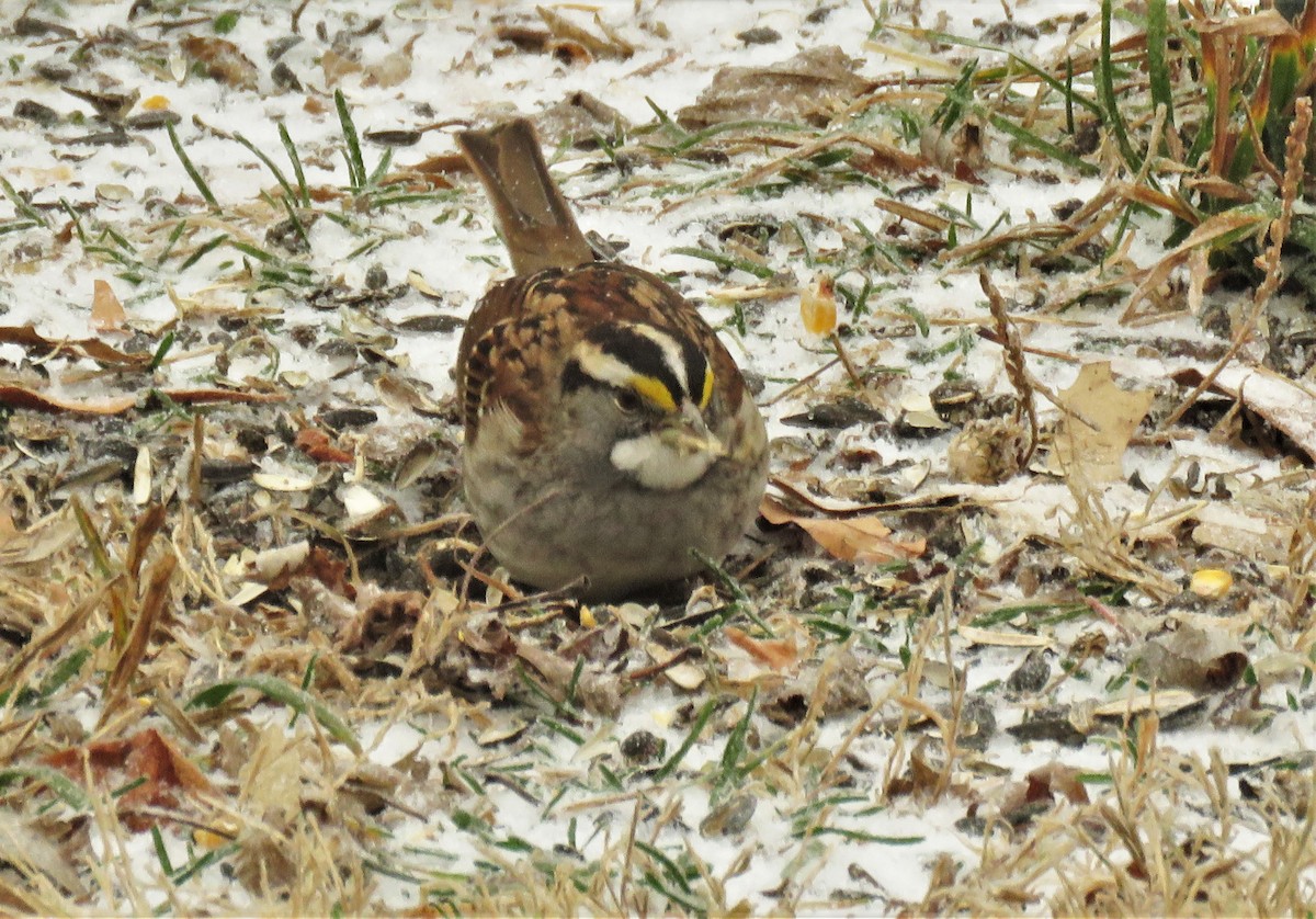 White-throated Sparrow - ML402376911