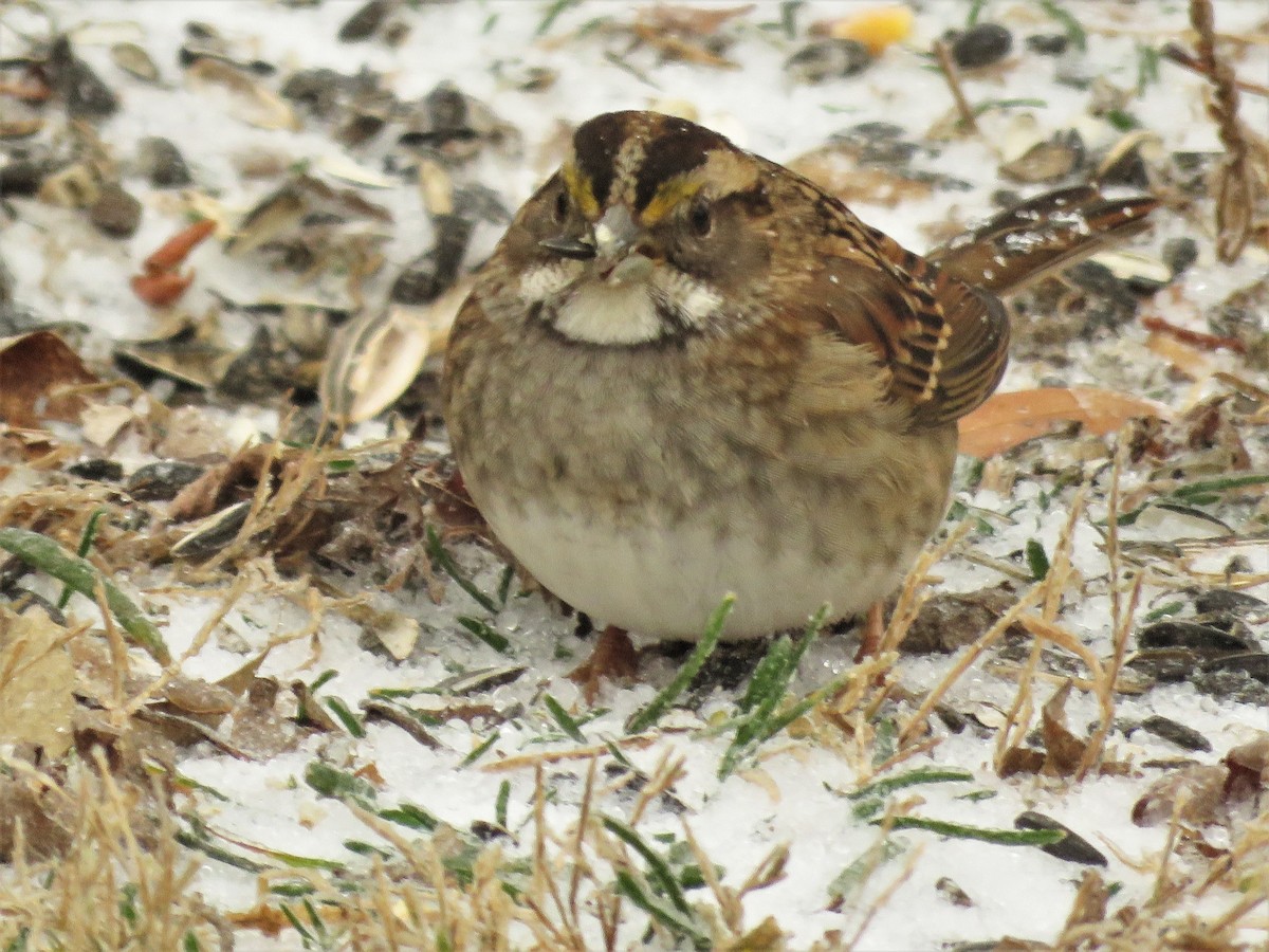 White-throated Sparrow - ML402377071