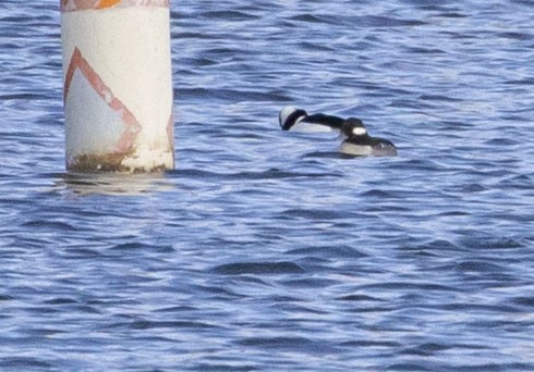 Bufflehead - ML402377401