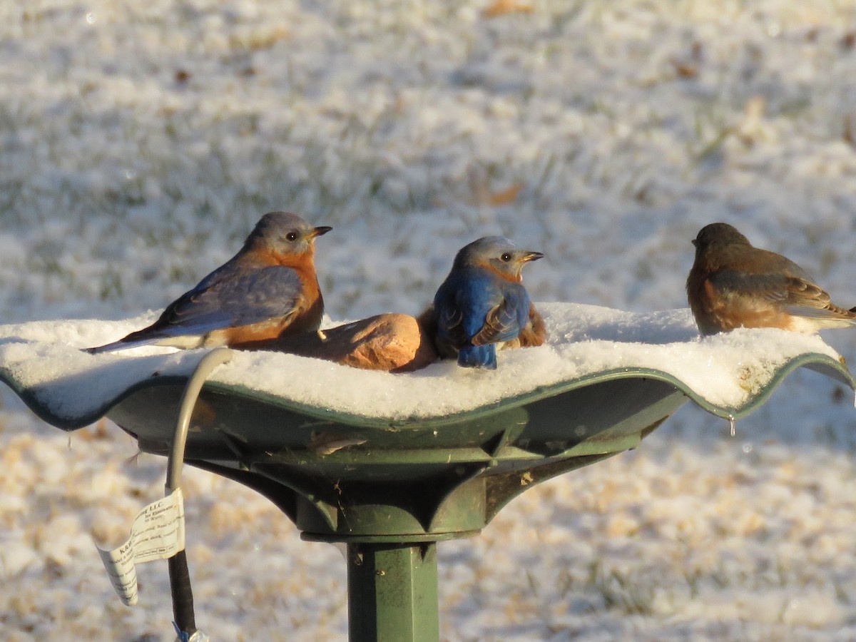 Eastern Bluebird - ML402379471