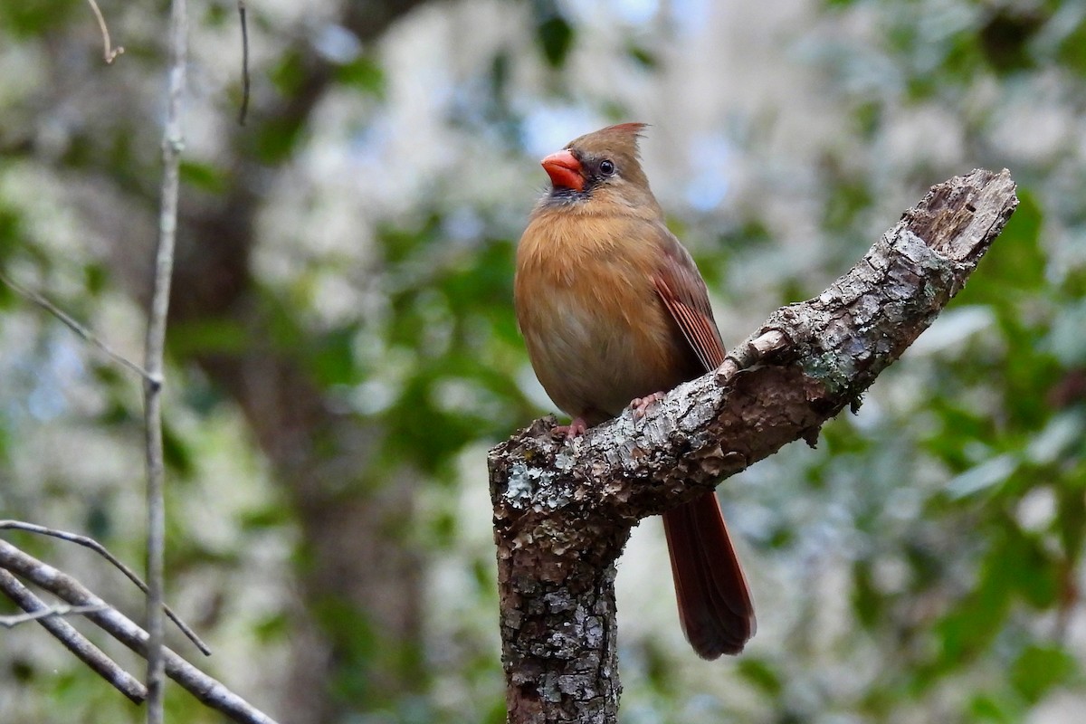 Northern Cardinal - Judith A. Kennedy