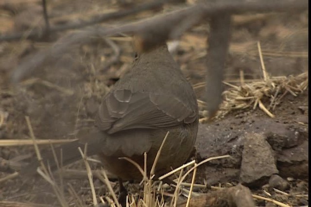 Canyon Towhee - ML402380