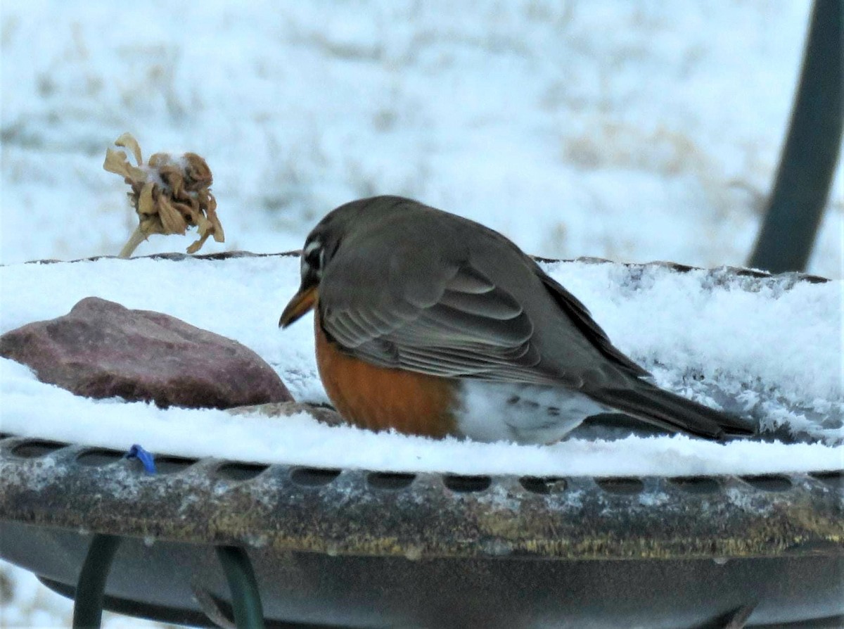 American Robin - ML402380101