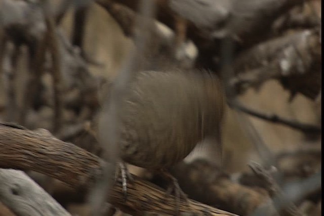 Canyon Towhee - ML402381