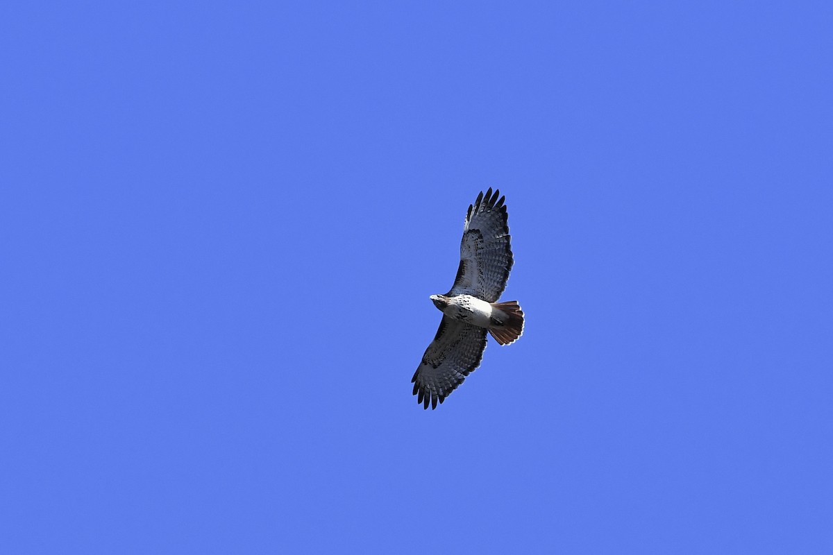 Red-tailed Hawk (borealis) - ML402381671