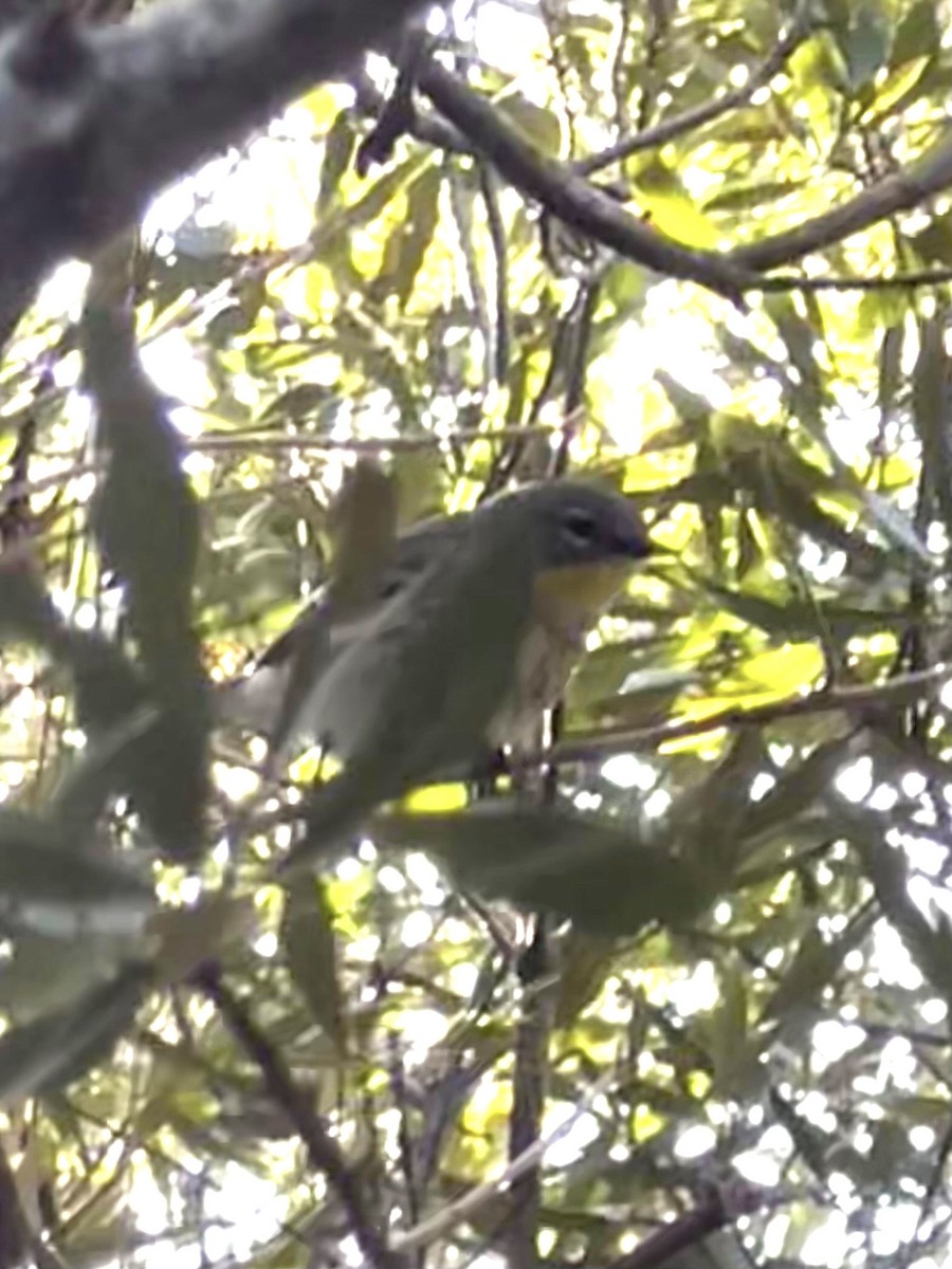 Yellow-rumped Warbler (Audubon's) - ML402383111