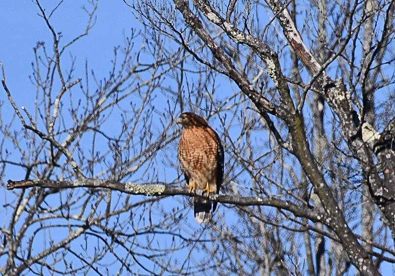 Red-shouldered Hawk (lineatus Group) - ML402383771